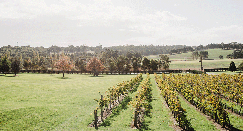 Bird in Hand Vineyard